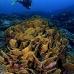 coral_cabbage_cp_v_0140_yap1798.jpg
